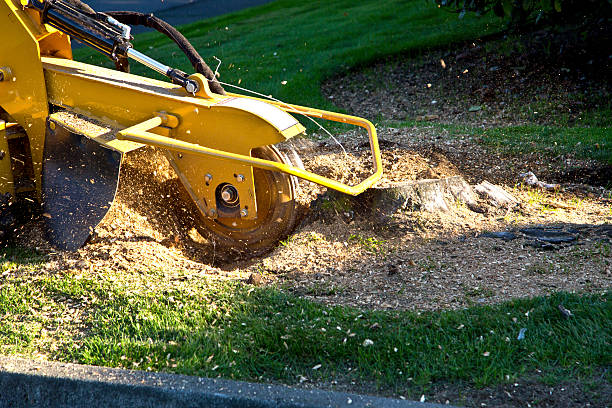 Bad Axe, MI Tree Services Company